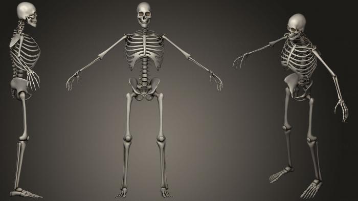Anatomy of skeletons and skulls (ANTM_1259) 3D model for CNC machine